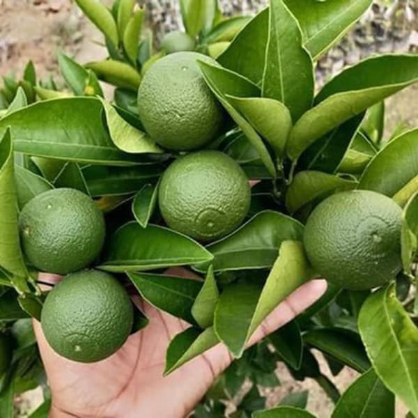 Thai-2 Malta Orange Plant | Dwarf and Hybrid Plants