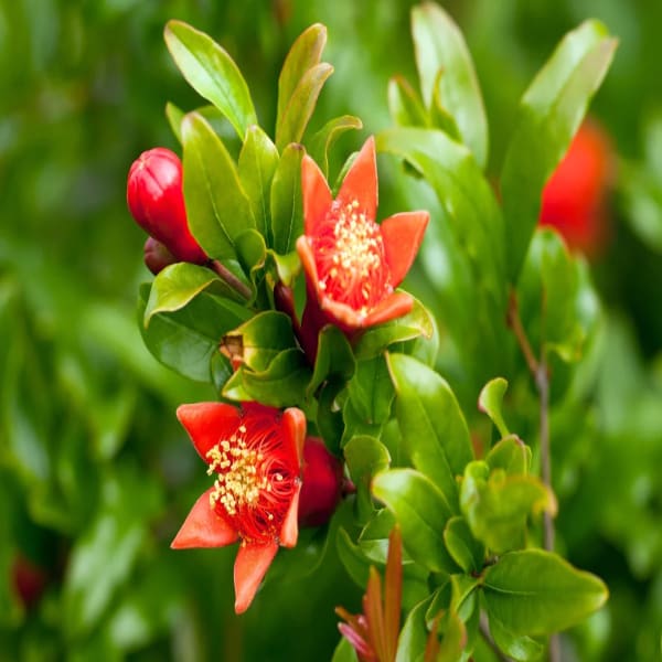Kazake Pomegranate Plant | Dwarf and Hybrid Plants
