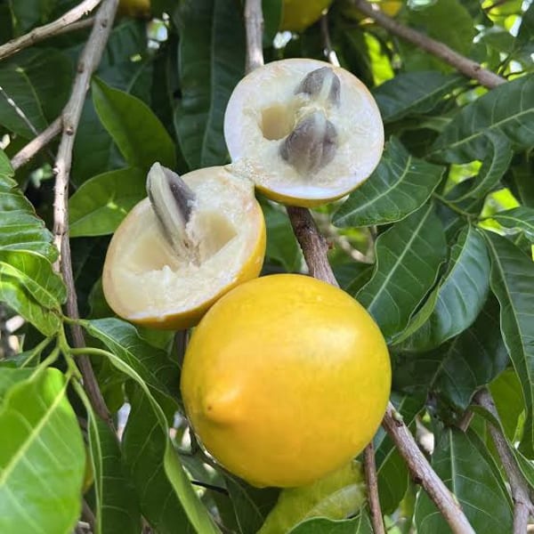 Gaint Abiu Fruit Plant Hybrid | Dwarf and Hybrid Plants