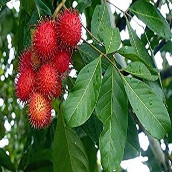 Grafting Rambutan Fruit Plant | Dwarf and Hybrid Plants
