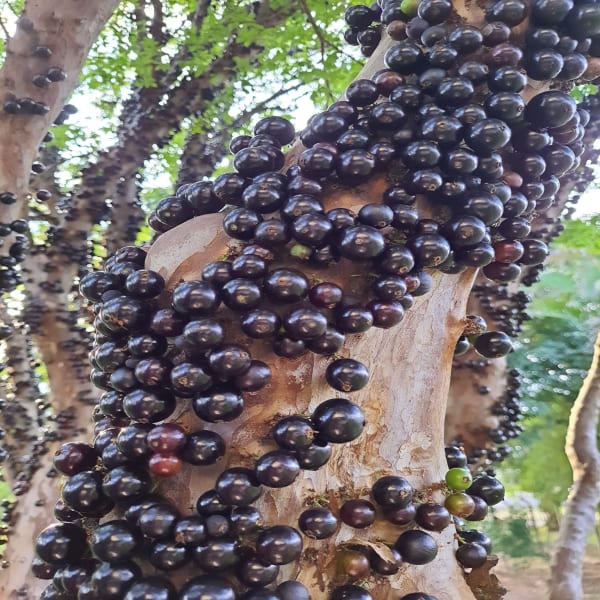 Jaboticaba Fruit Plant | Dwarf and Hybrid Plants