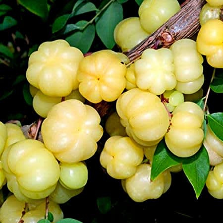 Hybrid Star Gooseberry Plant | Dwarf and Hybrid Plants