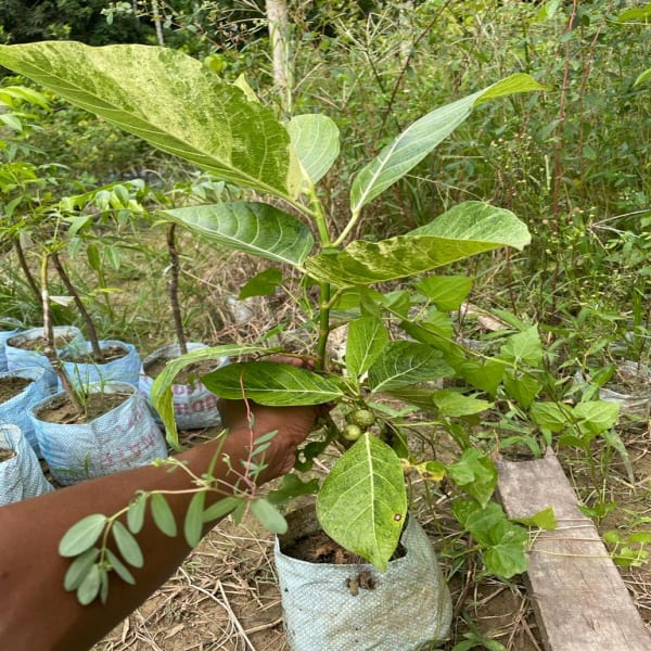 Variegated Fig Plant| Dwarf and Hybrid Plants