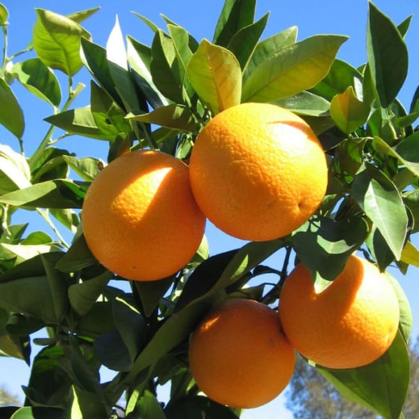 Yellow Malta Orange Plant | Dwarf and Hybrid Plants