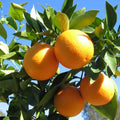 Yellow Malta Orange Plant | Dwarf and Hybrid Plants