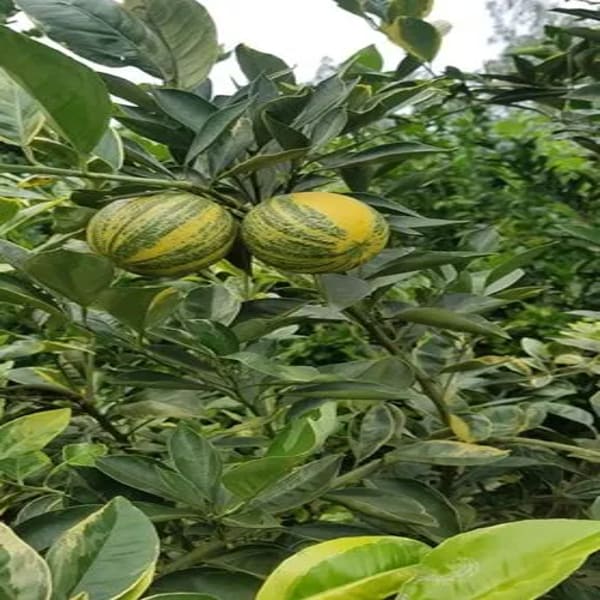 Variegated Malta Orange Plant | Dwarf and Hybrid Plants