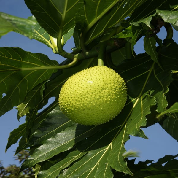 Breadfruit Plant Hybrid| Dwarf and Hybrid Plants