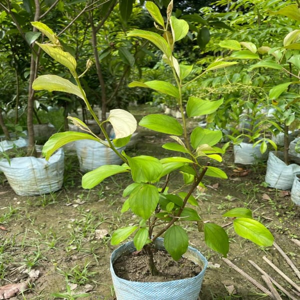 All Time Grafted Miss India Apple Ber Plant | Dwarf and Hybrid Plants