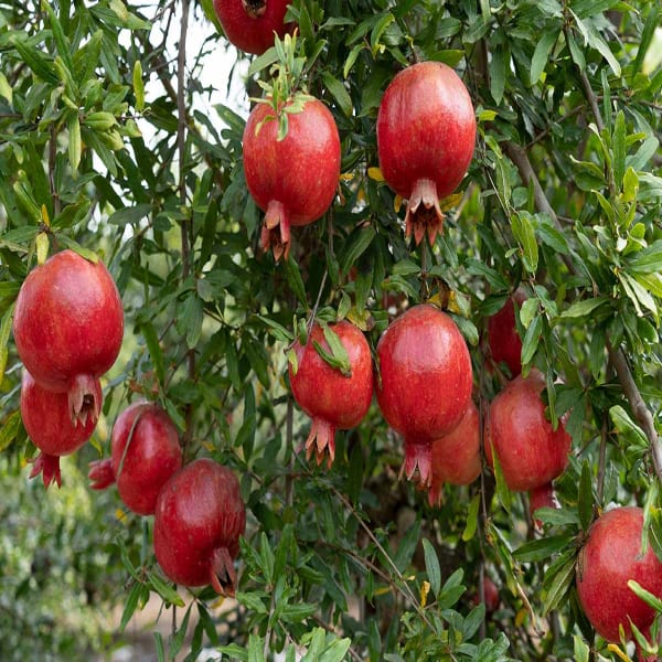 Eversweet Pomegranate Plant | Dwarf and Hybrid Plants