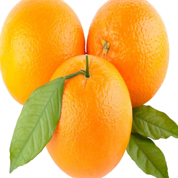 Fancy Orange Plant | Dwarf and Hybrid Plants