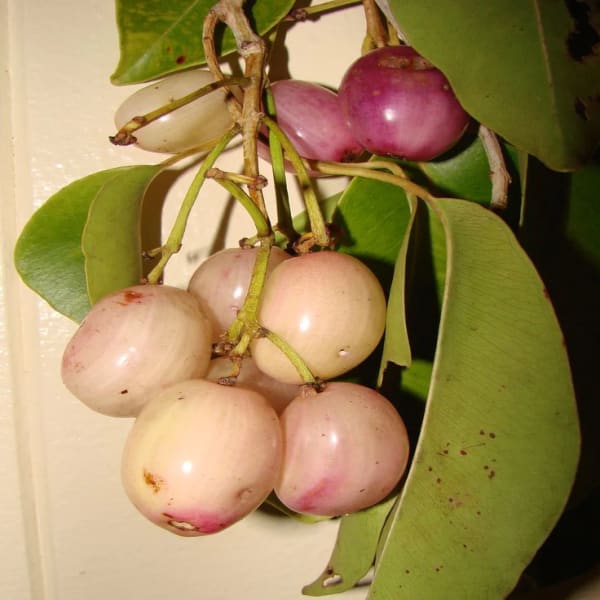 White Java Pulm Plant | Dwarf and Hybrid Plants