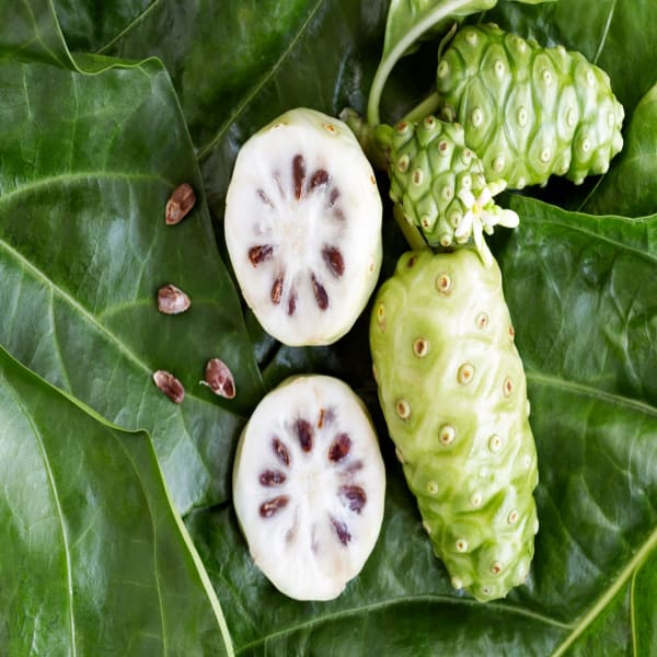 Noni Fruit Plant Hybrid | Dwarf and Hybrid Plants