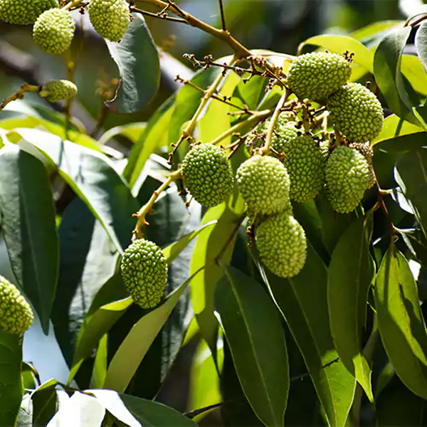 Ata Bombay Litchi Plant| Dwarf and Hybrid Plants