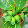 Almonds Fruit Plant| Dwarf and Hybrid Plants