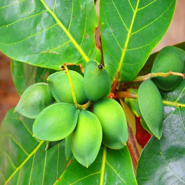 Almonds Fruit Plant| Dwarf and Hybrid Plants