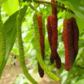 Long Mulberry Fruit Plant Hybrid| Dwarf and Hybrid Plants