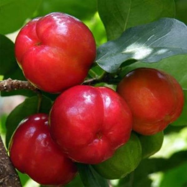 Barbados Cherry Plant Hybrid | Dwarf and Hybrid Plants