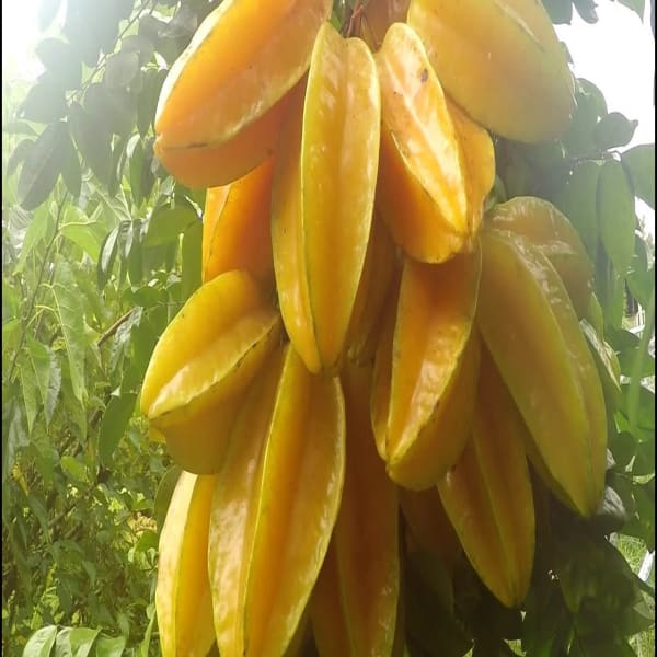All Time Sweet Star Fruit Plant | Dwarf and Hybrid Plants
