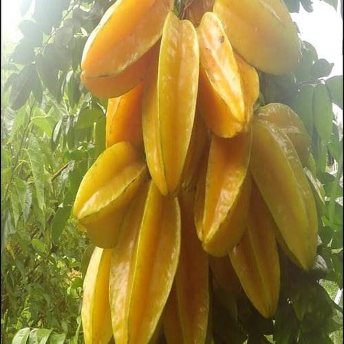 All Time Sweet Star Fruit Plant | Dwarf and Hybrid Plants