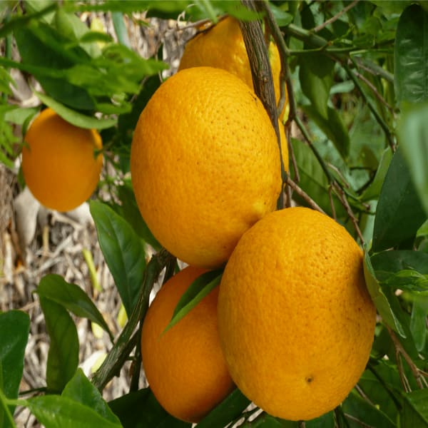 Valencia Olinda Orange Plant | Dwarf and Hybrid Plants