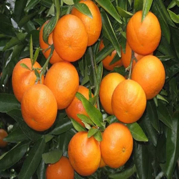 Chatuki Orange Plant | Dwarf and Hybrid Plants