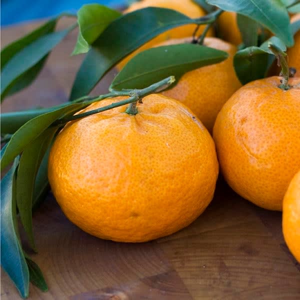 Satsuma Orange Plant | Dwarf and Hybrid Plants
