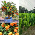 Raw Sweet Orange Plant | Dwarf and Hybrid Plants