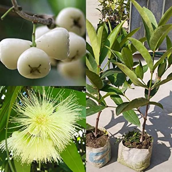 Thai Verity White Wax Apple Plant | Dwarf and Hybrid Plants
