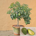 Avocado Grafting Plant| Dwarf and Hybrid Plants