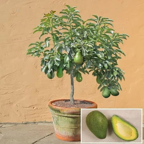 Avocado Grafting Plant| Dwarf and Hybrid Plants