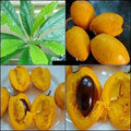 Egg Fruit Plant| Dwarf and Hybrid Plants