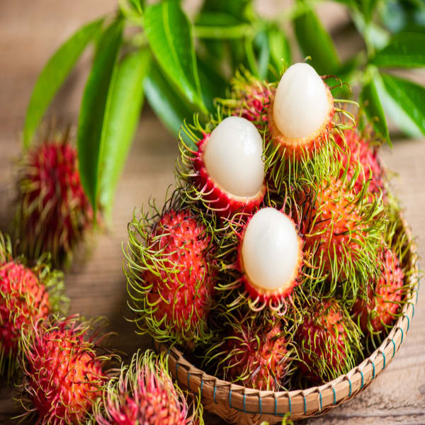 Grafting Rambutan Fruit Plant | Dwarf and Hybrid Plants