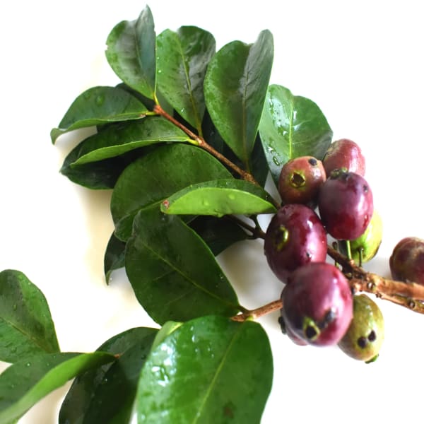 Purple Forest Guava Plant| Dwarf and Hybrid Plants