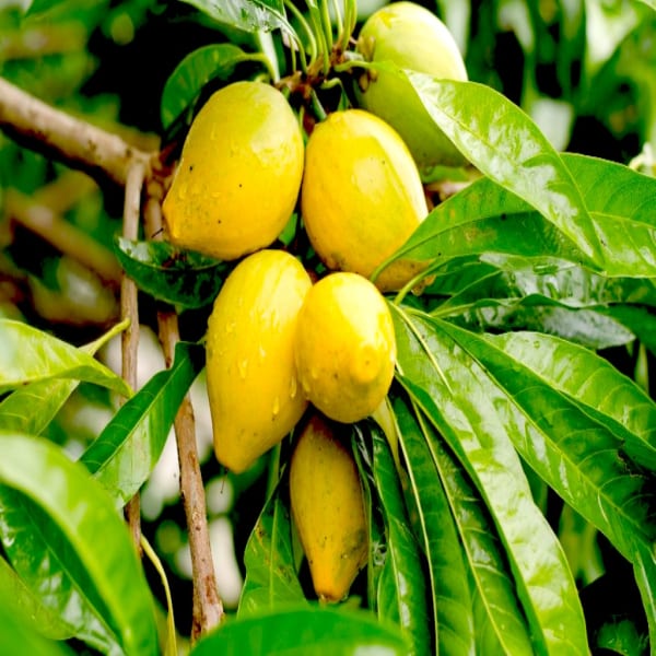 Egg Fruit Plant| Dwarf and Hybrid Plants