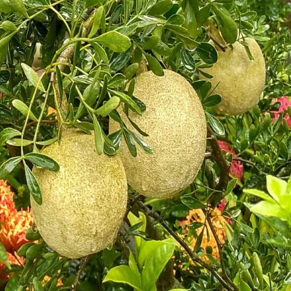 All Time Wood Apple Plant| Dwarf and Hybrid Plants