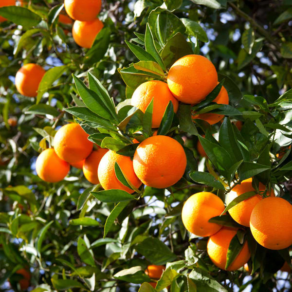Valencia Olinda Orange Plant | Dwarf and Hybrid Plants