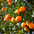 Valencia Olinda Orange Plant | Dwarf and Hybrid Plants