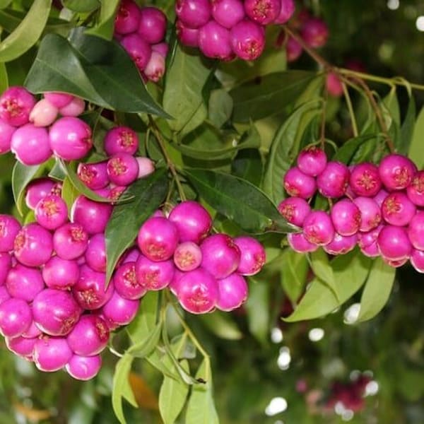 Australian Lily Pily Berries Plant | Dwarf and Hybrid Plants