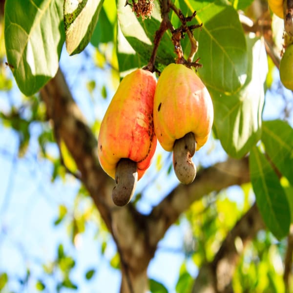 Cashew Fruit Plant Grafting And Hybrid | Dwarf and Hybrid Plants