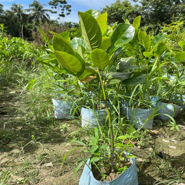 Thai Red Jackfruit Plant