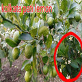 All Time Kolkata Lemon Plant| Dwarf and Hybrid Plants