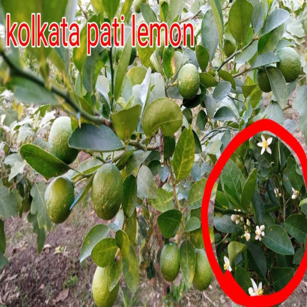 All Time Kolkata Lemon Plant| Dwarf and Hybrid Plants