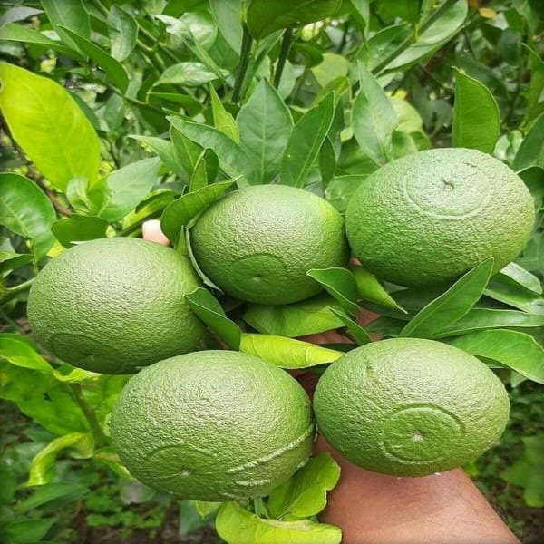Thai-2 Malta Orange Plant | Dwarf and Hybrid Plants
