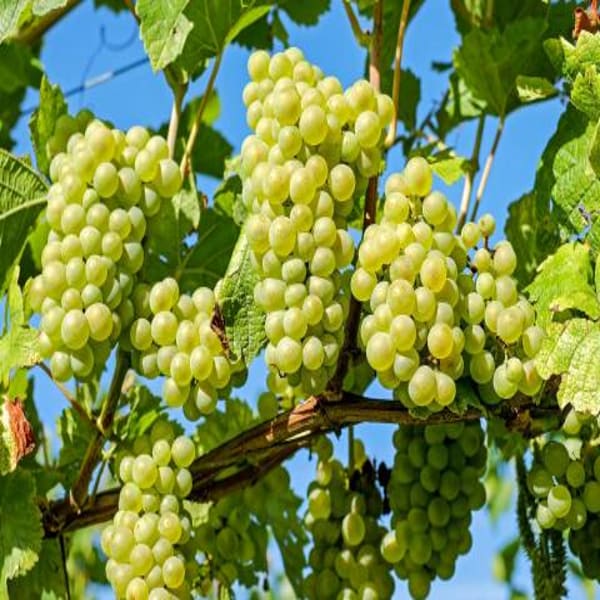 Green Grapes Plant Thai Verity Seedless| Dwarf and Hybrid Plants