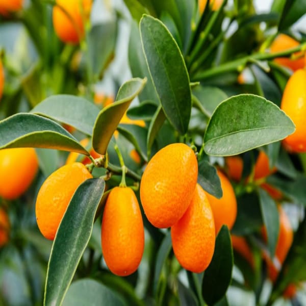 Sweet Lemon Plant | Dwarf and Hybrid Plants