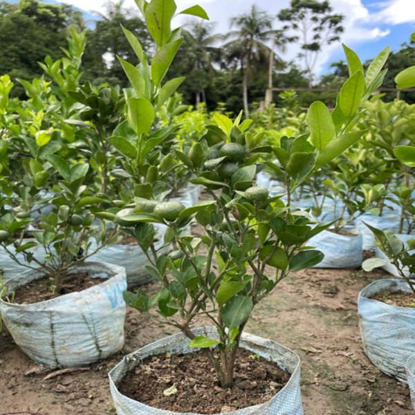 Sleet Kamla Orange Plant| Dwarf and Hybrid Plants