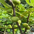Hybrid Fig Plant | Dwarf and Hybrid Plants