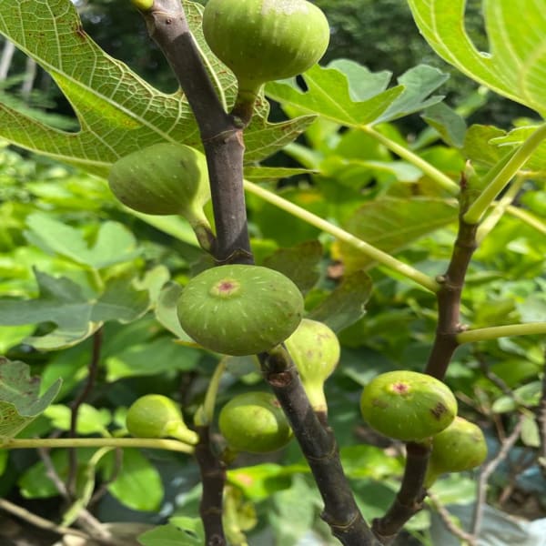 Hybrid Fig Plant | Dwarf and Hybrid Plants