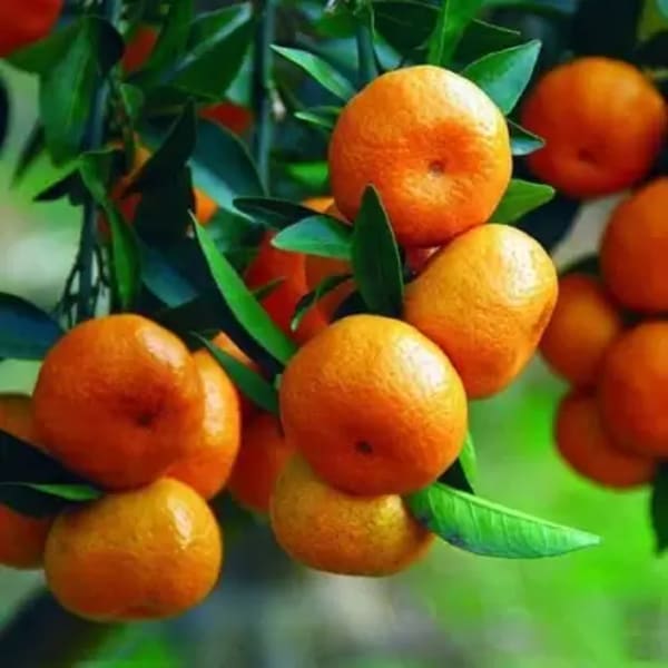Chinese Orange Plant | Dwarf and Hybrid Plants