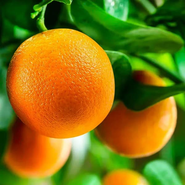 Washington Navel Orange Plant | Dwarf and Hybrid Plants
